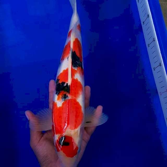 HQ Taishow Shanksoku 37cm Male