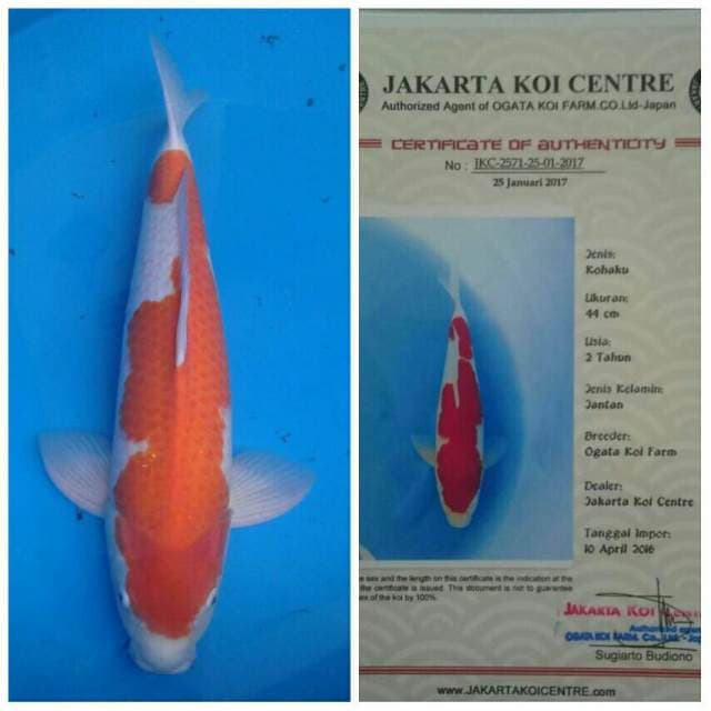 Ogata Jumbo Kohaku
