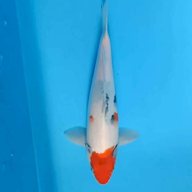 Tanco tategoi 26cm
