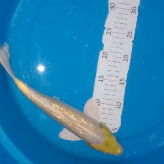 Yamabuki ginrin