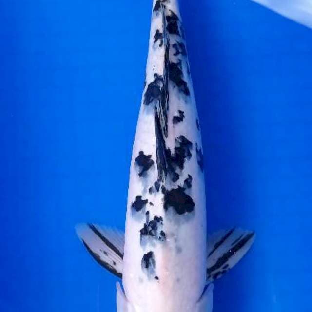 Belko 45 cm female