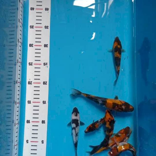 Showa doitsu 12-17 cm