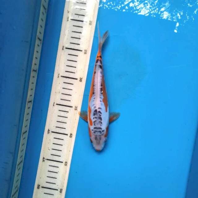 Hanna shsusui 21cm