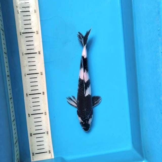 25cm Shiro Utsuri .M