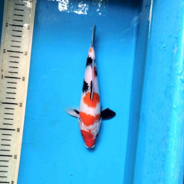 Tategoi Kindai Showa 23cm