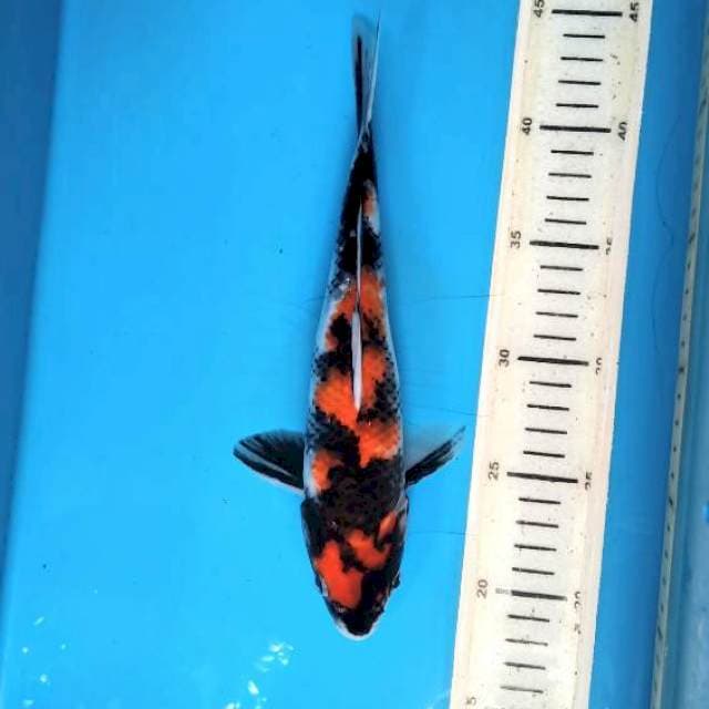 Showa sanshoku 26cm