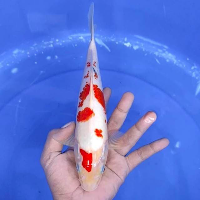 7. Sanke || 27 cm