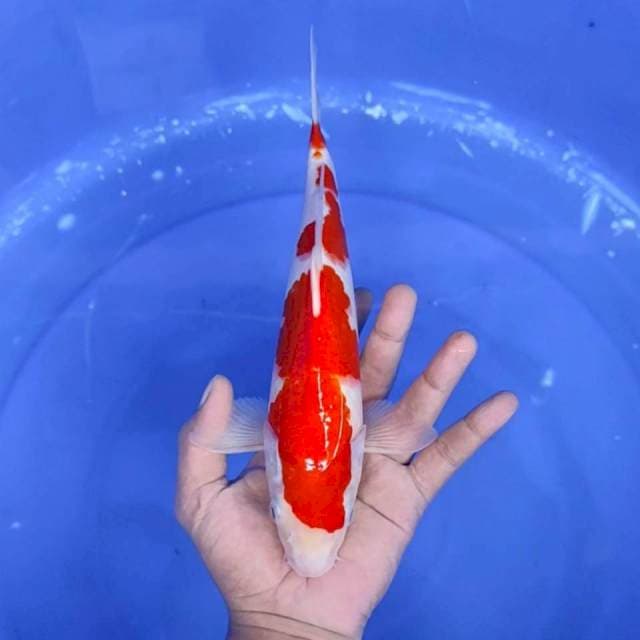 8. Kohaku || 28 cm