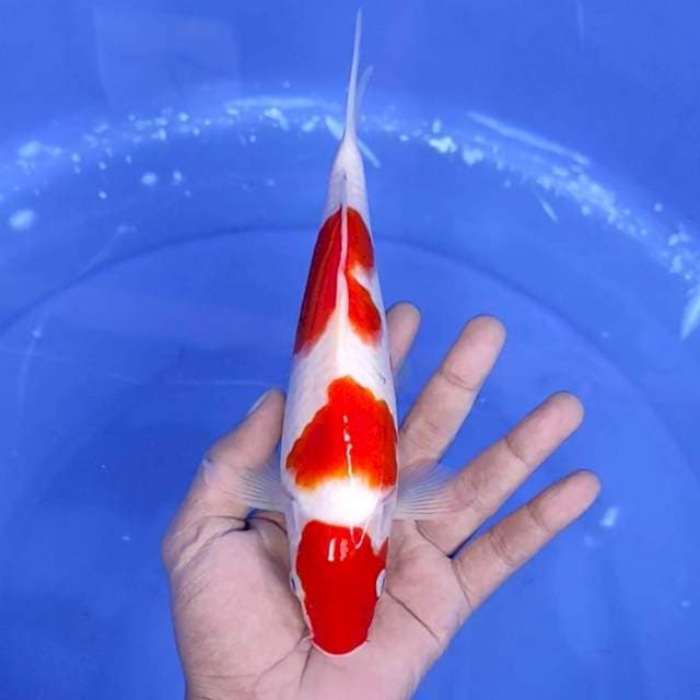 9. Maruten Kohaku 3 Step Ori || 25 cm