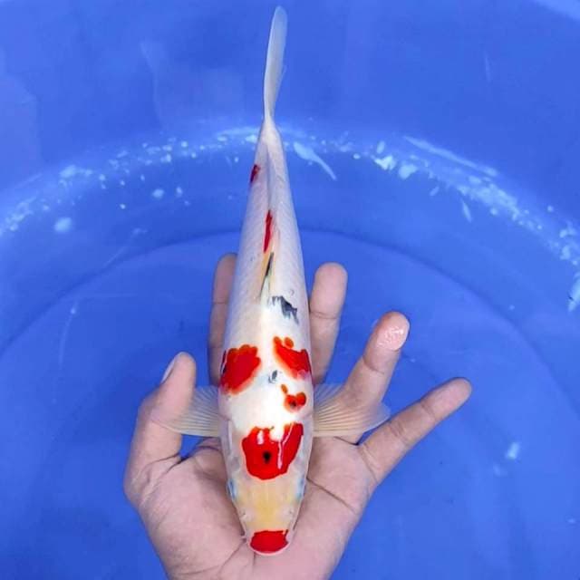 10. Sanke Kucibeni || 28 cm || Jantan