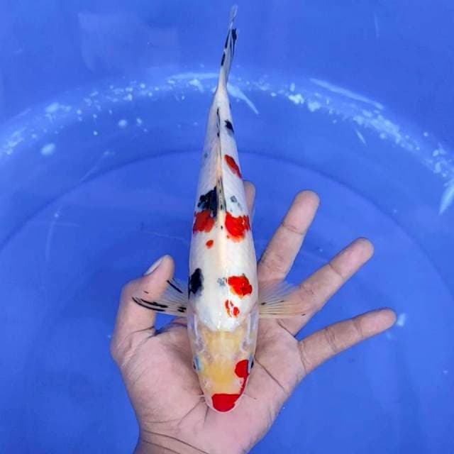 11. Sanke || 26 cm || Jantan
