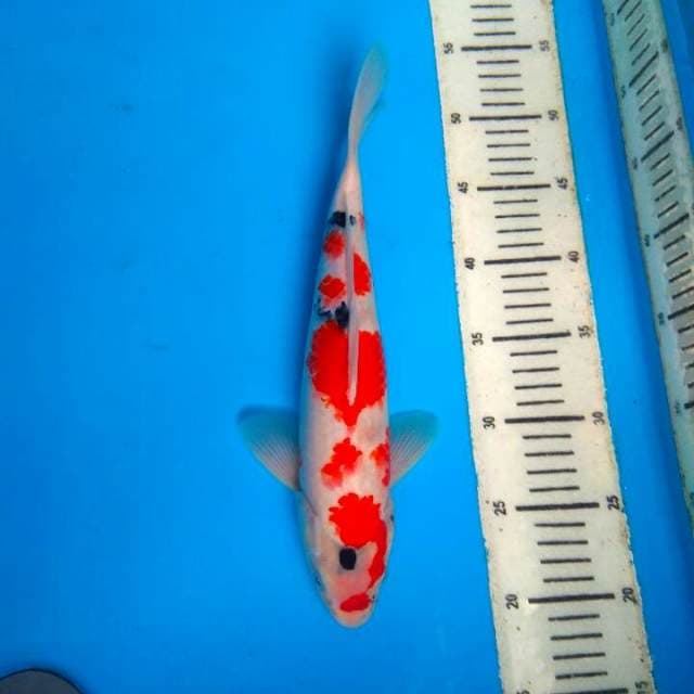 Showa 32cm