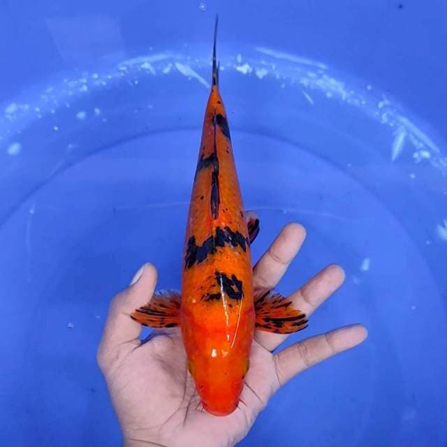 12. Utsuri || 29 cm || Jantan