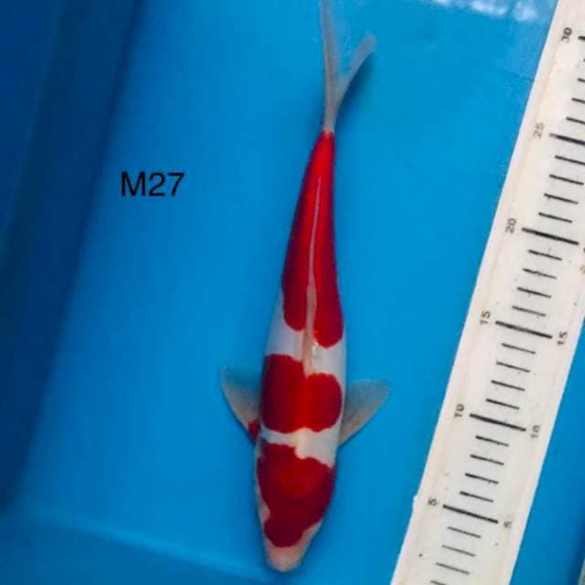 Kohaku doitsu MALE ,27CM
