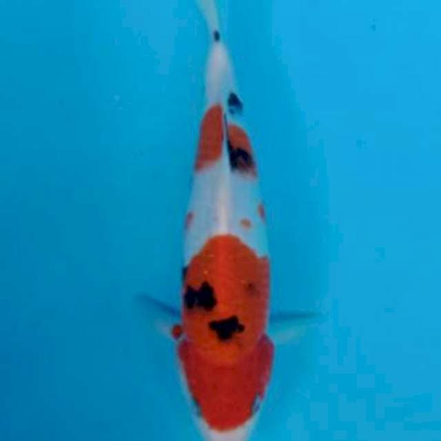 Taisho Sanshoku 30cm
