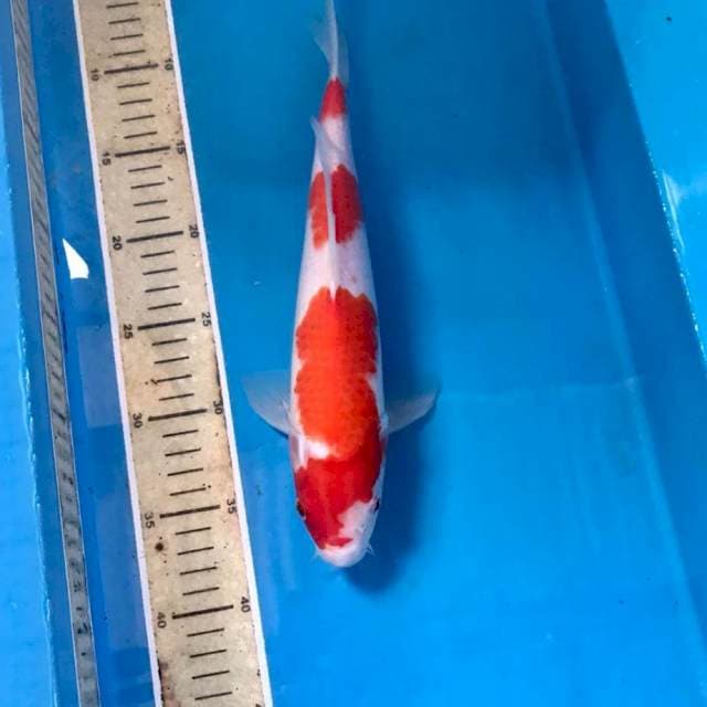 Kohaku, male 30 cm