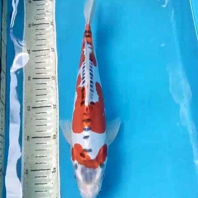 Kikokuryu 33cm Male
