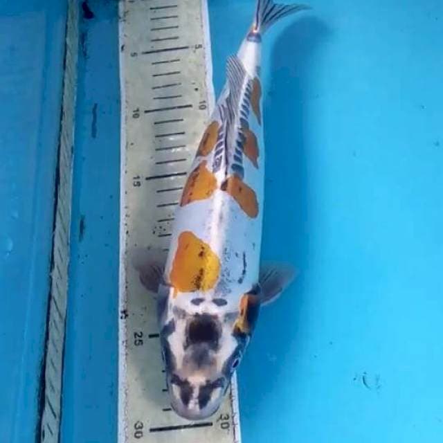 Kikokuryu 29cm Male