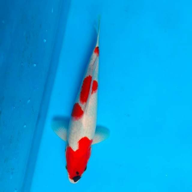 Showa 33cm