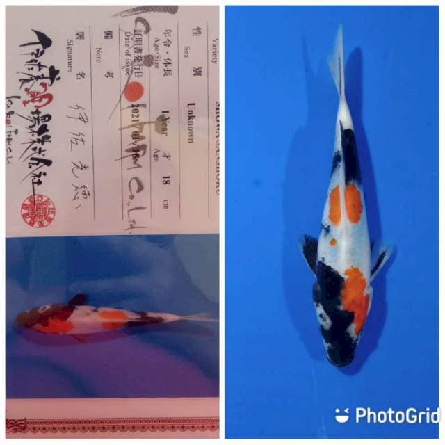 Showa tosai isa farm