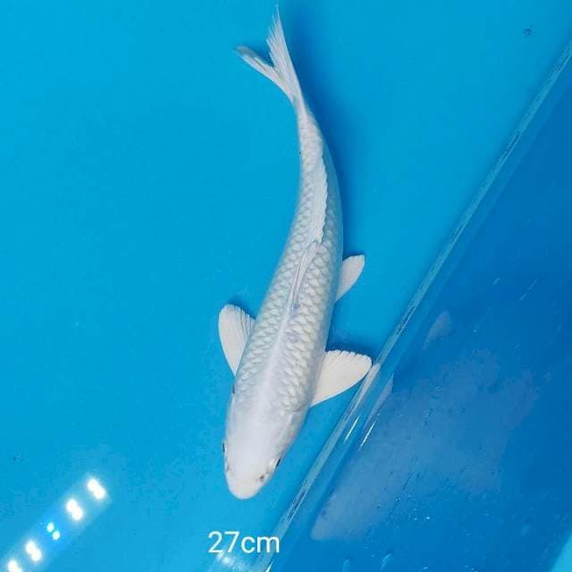 PLATINUM 27CM