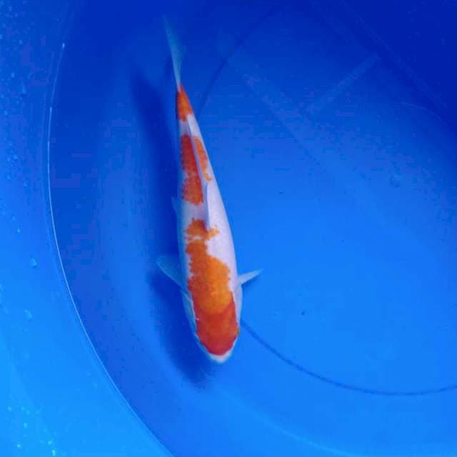 Kohaku 3 step original