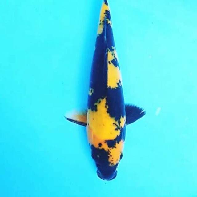 Utsuri 27cm