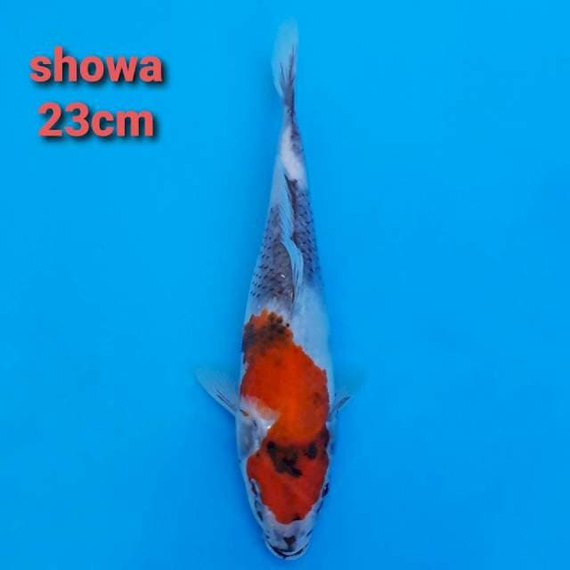 showa sanshoku 23cm