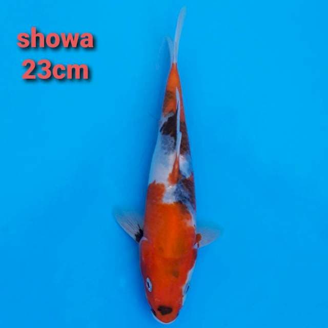 showa sanshoku 23cm