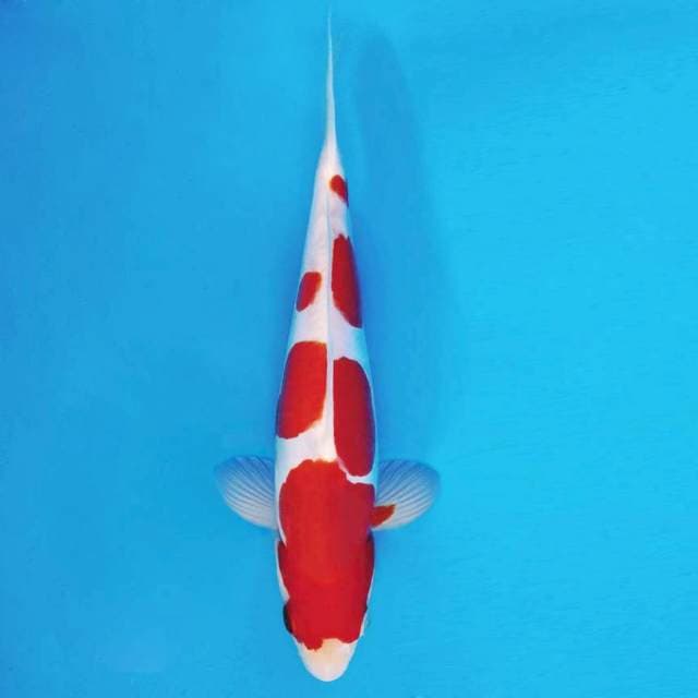FURY 6 - Kohaku Doitsu Murni ®