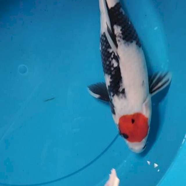 Tancho Showa female 35 cm