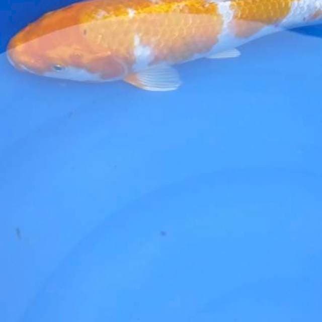 Hariwake 32 cm joss