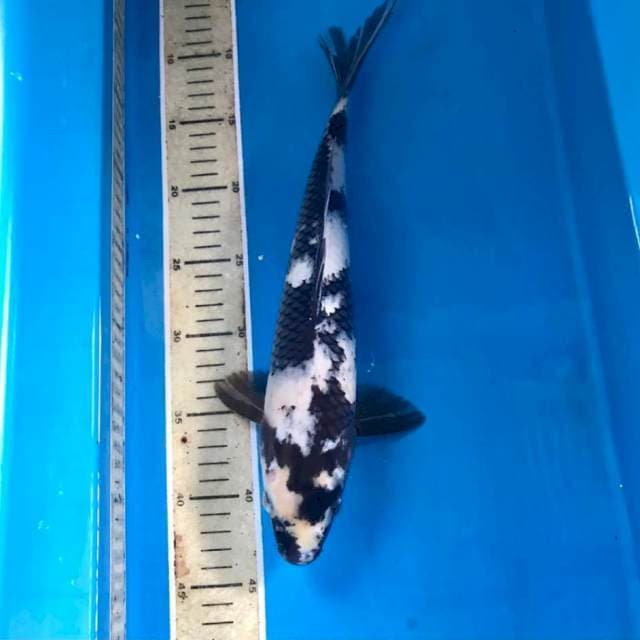 Shiro, male 35 cm
