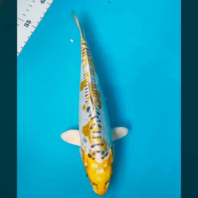 Hariwake Aragoke 27cm