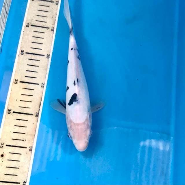 Bekko Doitsu, 24 cm