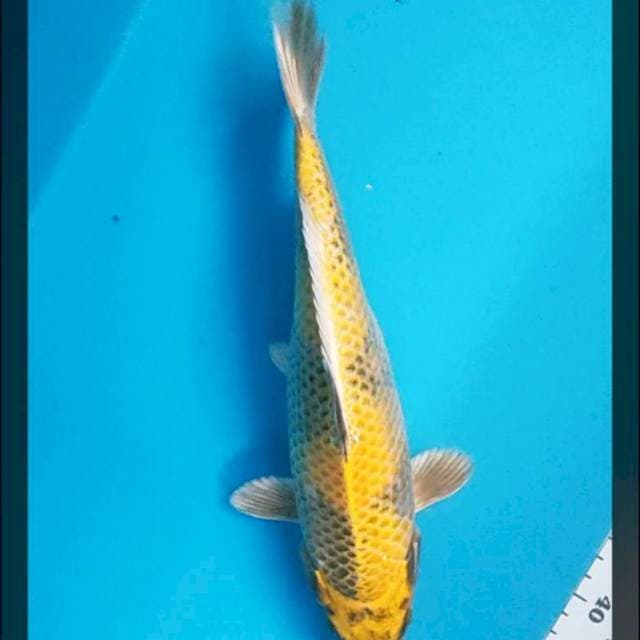 Kin Utsuri 30cm