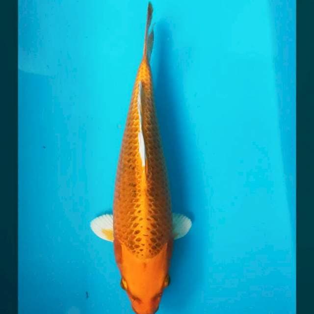 Matsuba, 31cm Punuk