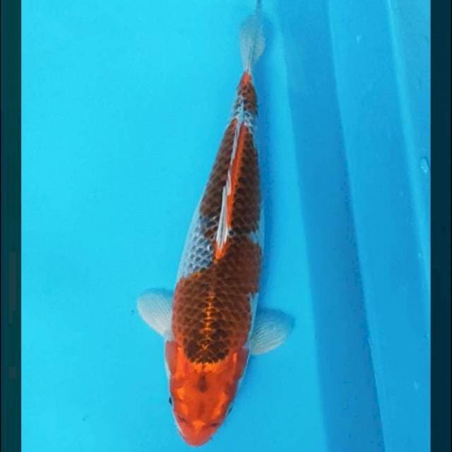 Goshiki 33cm