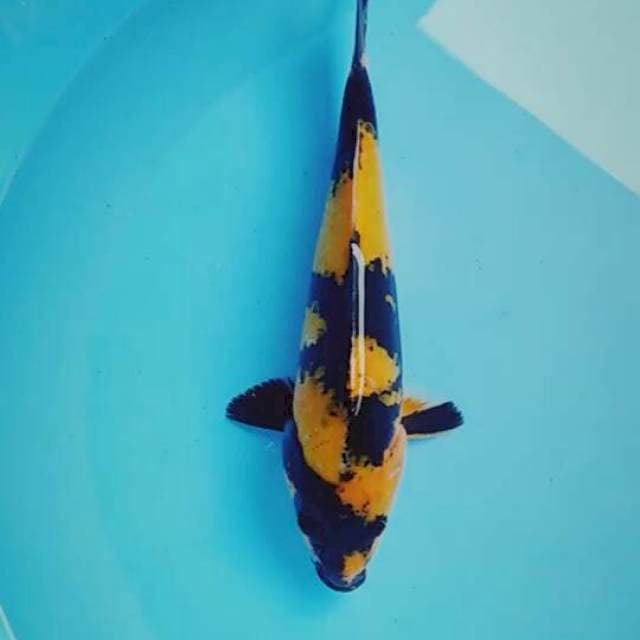 Utsuri 25cm