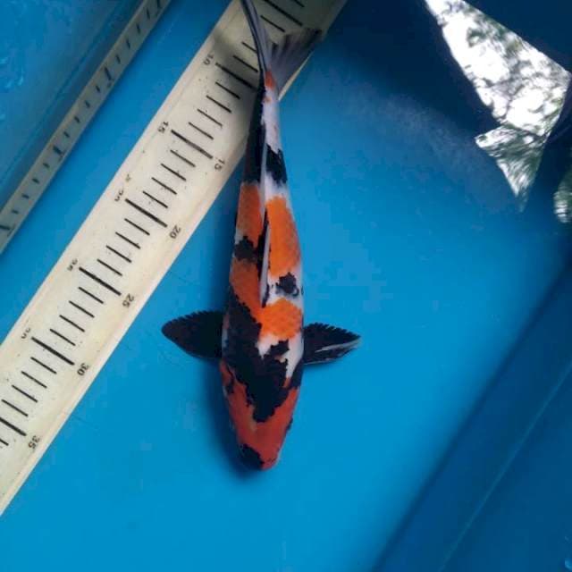 Showa sanshoku Male 28cm