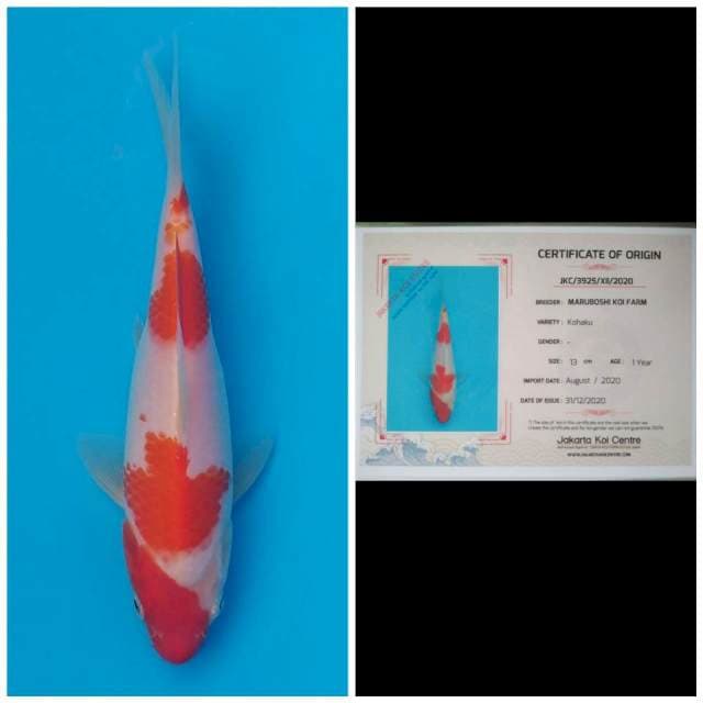 Maruboshi Kohaku