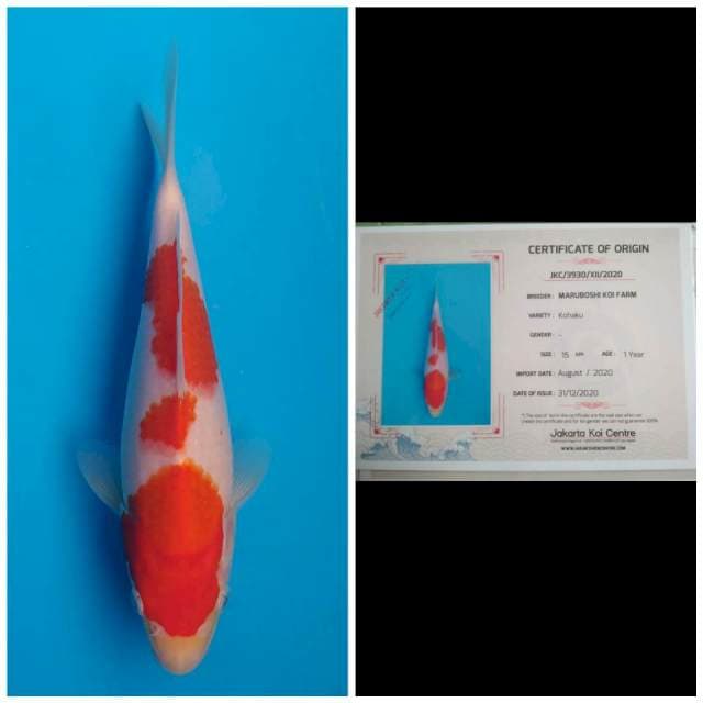 Maruboshi Kohaku