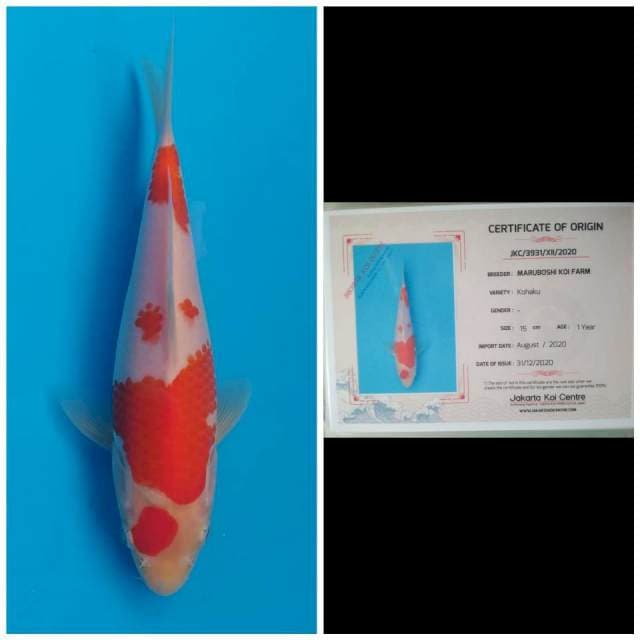 Maruboshi Kohaku