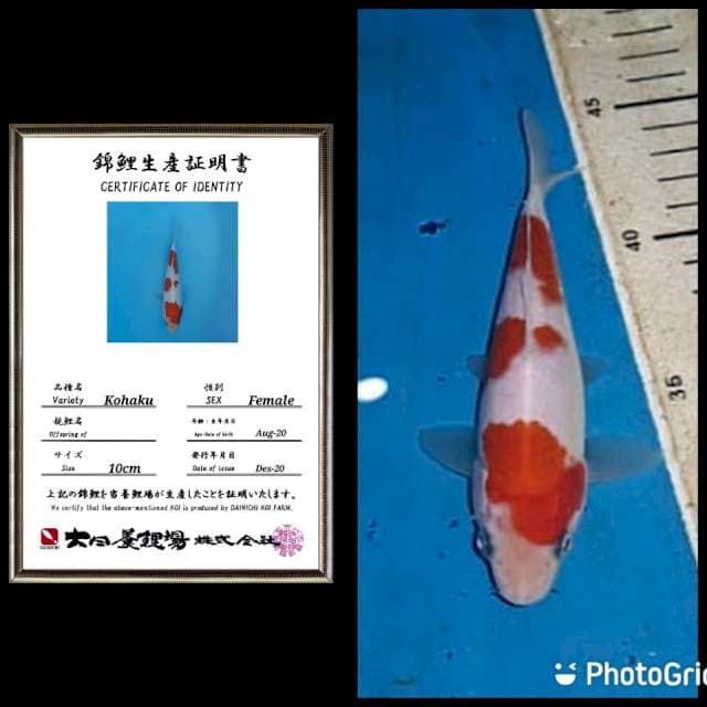 Ra spesial koleksi kohaku dainichi 15cm