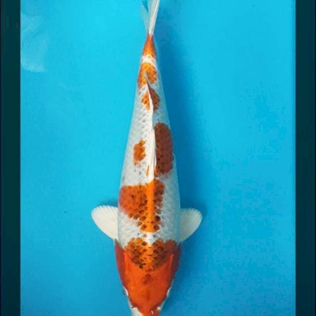 Kujaku Strong Punuk, 32cm