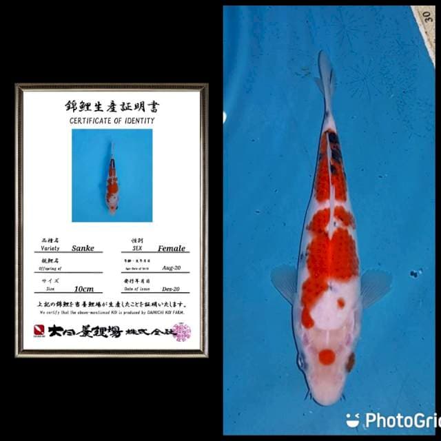 No 1. Sanke super maruten tategoi dainichi 20bu