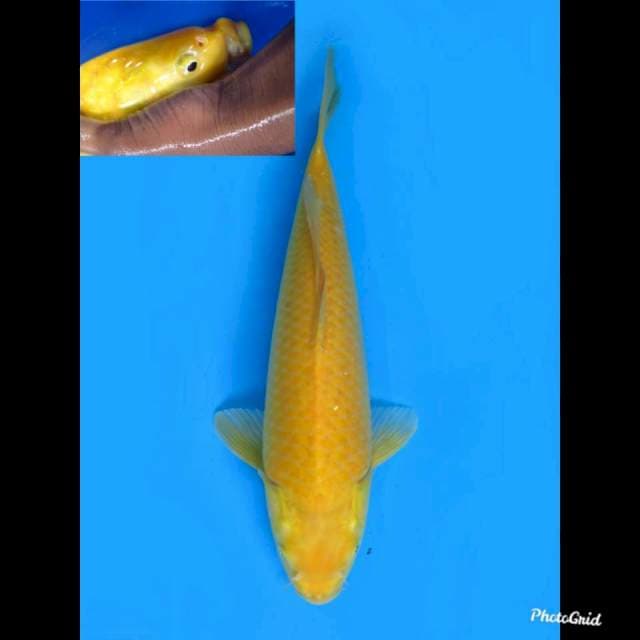 Calon Jumbo Karashigoi , 43cm