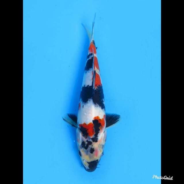 Kindai Showa ,27cm