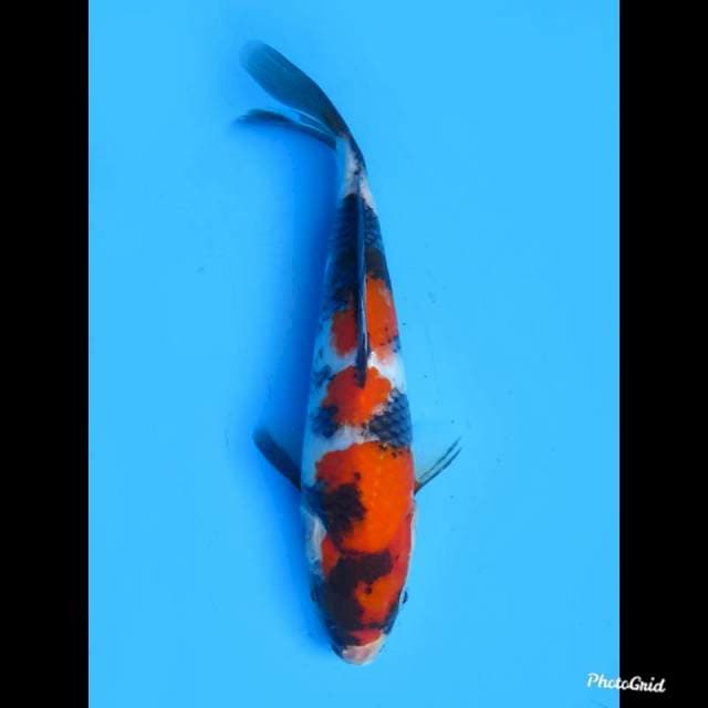 Sandan Showa Tosai , 21cm