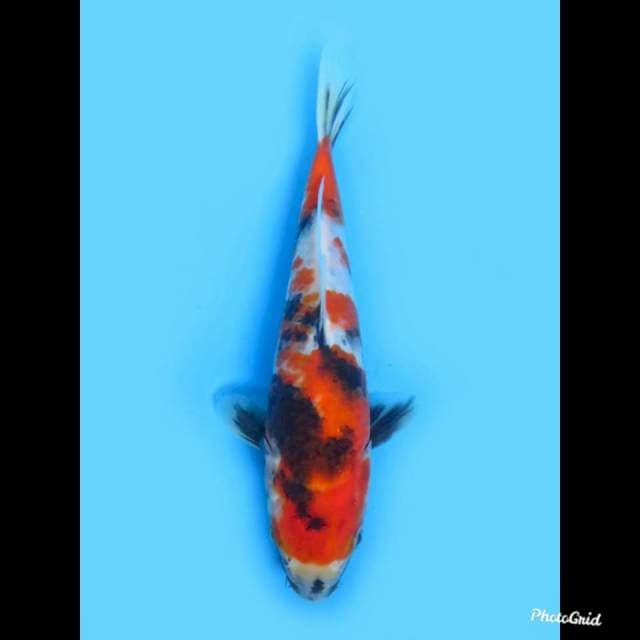 Ori Showa Tategoi Bagus , 22cm